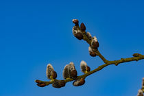 Weidenzweig vor blauem Himmel von Ronald Nickel