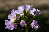 Die Blüte des Wiesenschaumkraut von Ronald Nickel