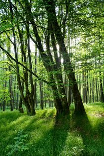 Sonnenaufgang im Wald von Claudia Evans