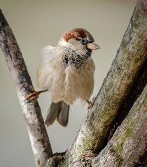 House Sparrow 2 by Tim Seward