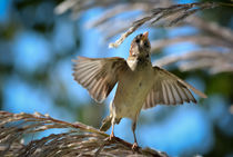 House Sparrow 3 by Tim Seward