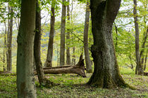 Alte Bäume im frühlingshaften Wald by Ronald Nickel