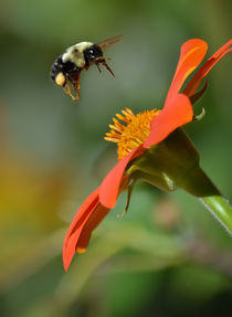 Bee and Mexican Sunflower von Tim Seward