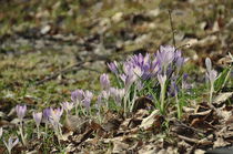 Frühling auf der Wiese von alana