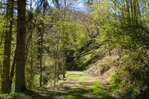 Der Wald erwacht im Frühling von Ronald Nickel