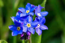 Die kräftig blauen Blüten des Wald-Vergissmeinnicht  by Ronald Nickel