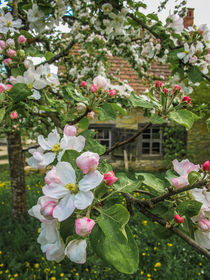 Apfelblüte von Christine Horn