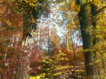 Lichtblick im Wald by Gabriela Valentino-Schenker