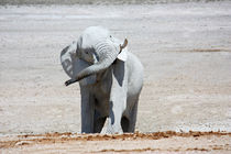 NAMIBIA ... Elephant fun I von meleah