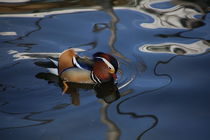 bei dem wetter ist gut schwimmen by frakn