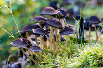 Glänzende Tintlinge im Wald von Ronald Nickel