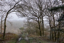 Nebel und Frost im lichten Wald by Ronald Nickel