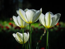 Tulpen by Christine Horn