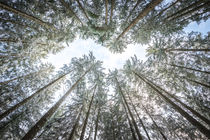 looking up in the forest von hannes cmarits