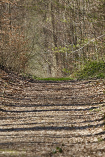 Waldweg im Frühling by Thomas Jäger