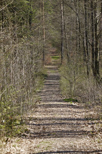 Waldweg im Frühling von Thomas Jäger