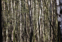 Wald im Frühjahr by Thomas Jäger