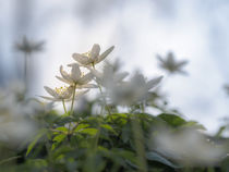 Buschwindröschen in der Frühlingssonne von kerliham-foto