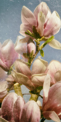 Magnolienblüte - Tulpenbaum von Chris Berger