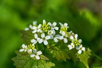 Die weißen Blüten der Knoblauchsrauke by Ronald Nickel