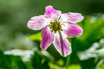 Die Blüte des Buschwindröschen im Sonnenlicht by Ronald Nickel