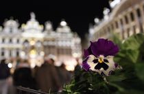 Flower in Grand Place Brussels von Soraya Silva