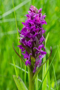 Ein Knabenkraut blüht auf der Wiese by Ronald Nickel