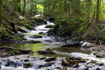 Die Ernstbach plätschert im Wald von Ronald Nickel