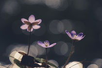 Liverleaf hepatica by elio-photoart