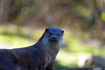 Otter Porträt by Borg Enders