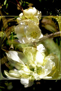 In the square - white quince blossom von Chris Berger