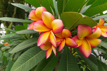 Frangipani Blüte by globusbummler