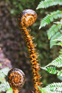 Silver Fern New Zealand von globusbummler