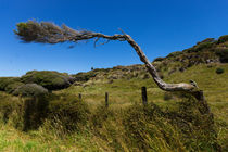 Windgewachsener Baum by globusbummler