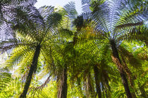 Baumfarne, Neuseeland by globusbummler