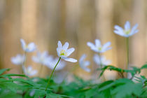 The windflower dance von elio-photoart