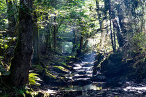 Mystischer Bachlauf im Wald by Ronald Nickel