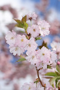 Japanischer Blütenzauber von Anja  Bagunk