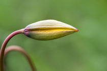 frühlingsblüte  von fotolos