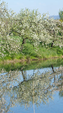 Mein Traum vom Frühling by Stephan Gehrlein