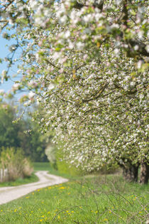 Blühende Apfelbäume von Stephan Gehrlein