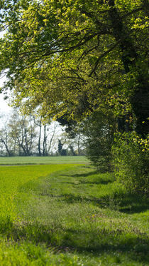 Frühling am Feldrand  by Stephan Gehrlein