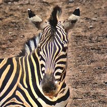 Digital Painting Zebra by kattobello