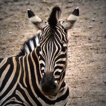 Zebra 2 by kattobello