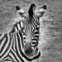 Retro Zebra von kattobello