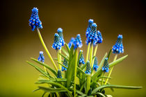 Muscari von photoart-hartmann