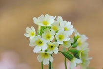 Primula by elio-photoart