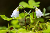 Regentropfen auf den Blüten des Waldsauerklee von Ronald Nickel