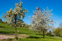 Blühende Obstbäume von Ronald Nickel