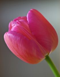Tulpe rosa/rot von atelier-kristen